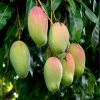 Sow Exotic Mango 'Valencia Pride' (Mangifera Indica)