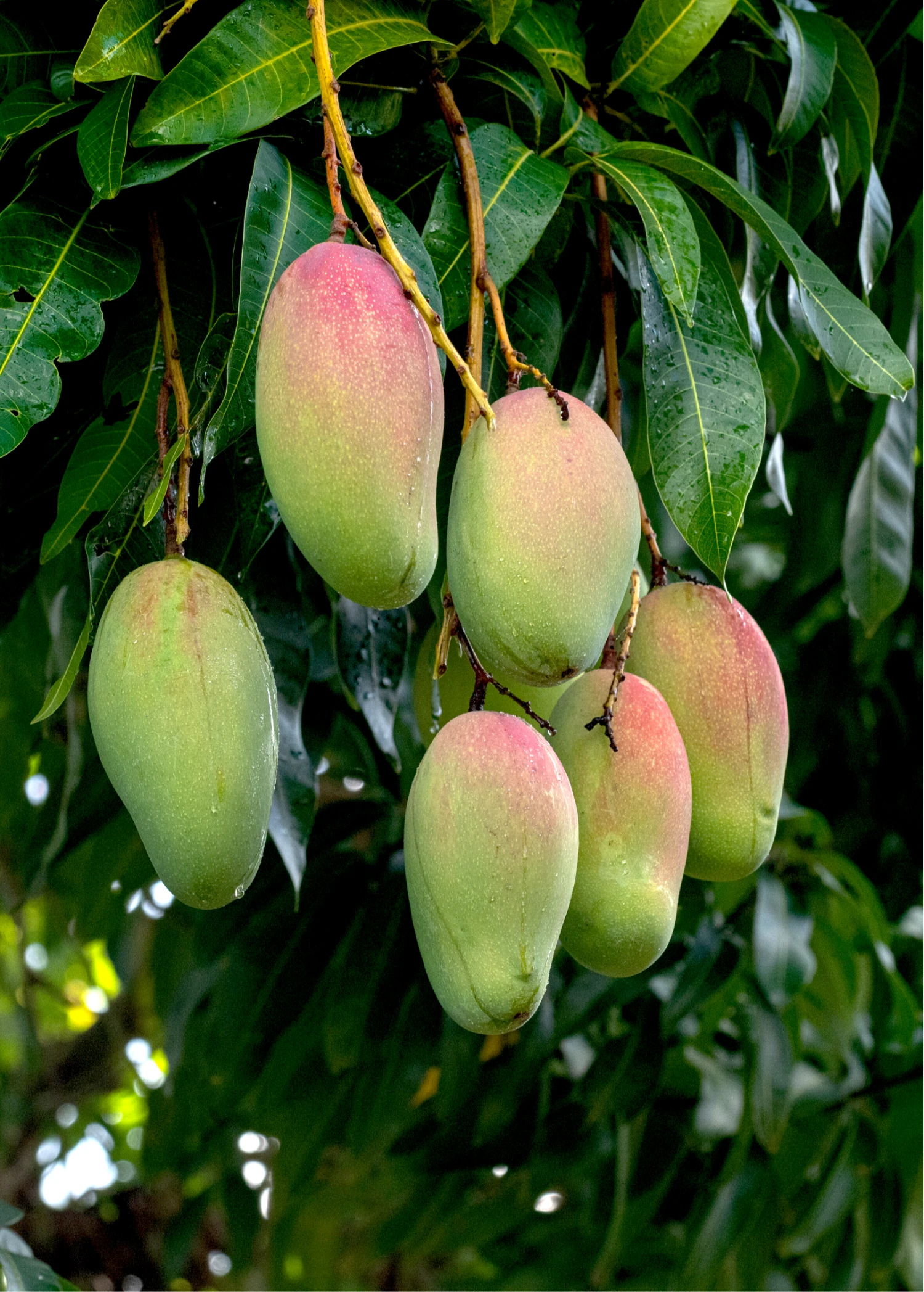 Sow Exotic Mango 'Valencia Pride' (Mangifera Indica) 1 Sow Exotic Mango 'Valencia Pride' (Mangifera Indica)