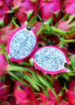 Sow Exotic Rare Fruiting Plants Dragon Fruit, White 'Vietnamese Jaina' (Hylocereus Undatus)