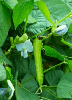 Sow Exotic Winged Bean (Psophocarpus Tetragonolobus) Rare Fruiting Plants