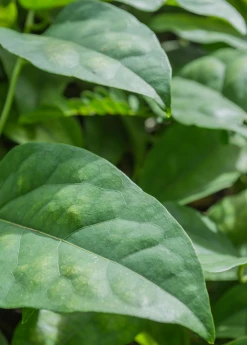 Sow Exotic Yanang, Grass Jelly Vine (Tiliacora Triandra) Medicinal & Culinary Herbs 8 Sow Exotic Yanang, Grass Jelly Vine (Tiliacora Triandra) Medicinal & Culinary Herbs