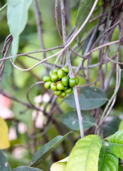 Sow Exotic Yanang, Grass Jelly Vine (Tiliacora Triandra) Medicinal & Culinary Herbs 7 Sow Exotic Yanang, Grass Jelly Vine (Tiliacora Triandra) Medicinal & Culinary Herbs
