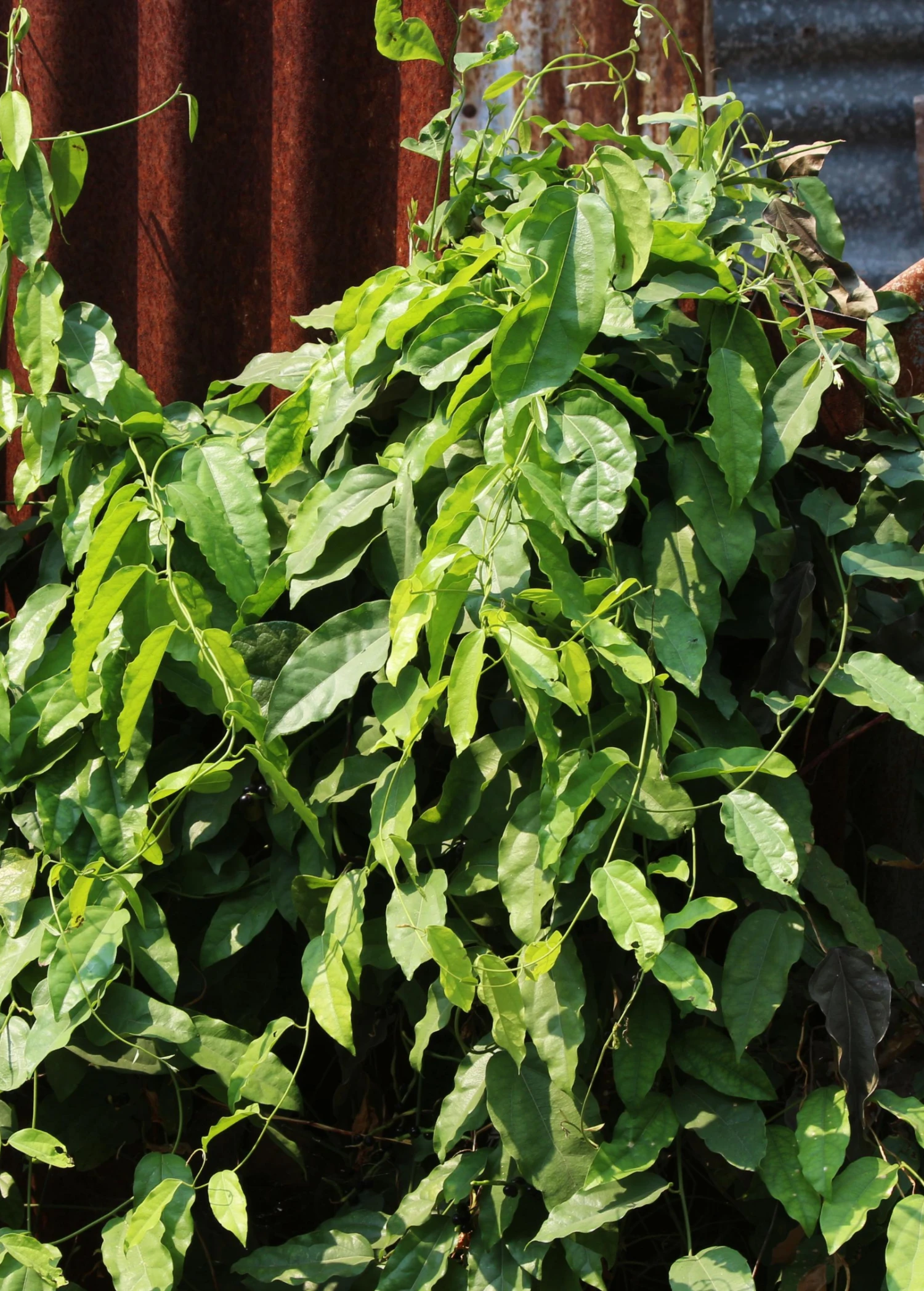 Sow Exotic Yanang, Grass Jelly Vine (Tiliacora Triandra) Medicinal & Culinary Herbs 2 Sow Exotic Yanang, Grass Jelly Vine (Tiliacora Triandra) Medicinal & Culinary Herbs