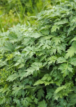 Sow Exotic Yomogi (Artemisia Princeps)