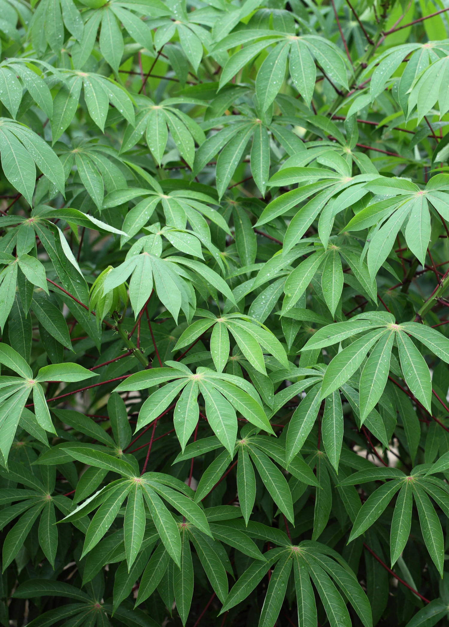 Sow Exotic Yuca Root (Manihot Esculenta) Rare Fruiting Plants 1 Sow Exotic Yuca Root (Manihot Esculenta) Rare Fruiting Plants