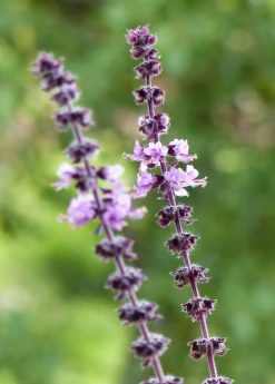 Sow Exotic Medicinal & Culinary Herbs African Blue Basil (Ocimum Kilimandscharicum × Basilicum 'Dark Opal')