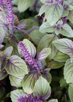 Sow Exotic Medicinal & Culinary Herbs African Blue Basil (Ocimum Kilimandscharicum × Basilicum 'Dark Opal')