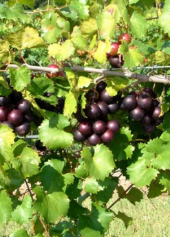 Sow Exotic Rare Fruiting Plants Muscadine Grape 'Alachua' (Vitis Rotundifolia)