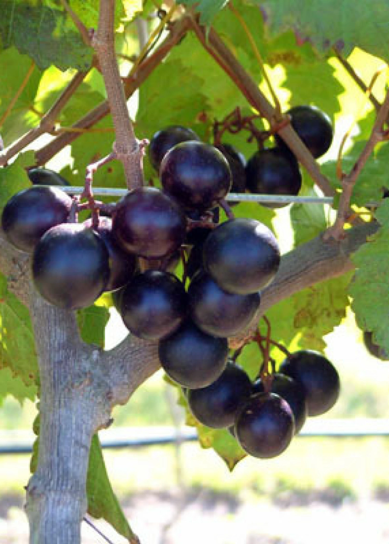 Sow Exotic Rare Fruiting Plants Muscadine Grape 'Alachua' (Vitis Rotundifolia) 3 Sow Exotic Rare Fruiting Plants Muscadine Grape 'Alachua' (Vitis Rotundifolia)