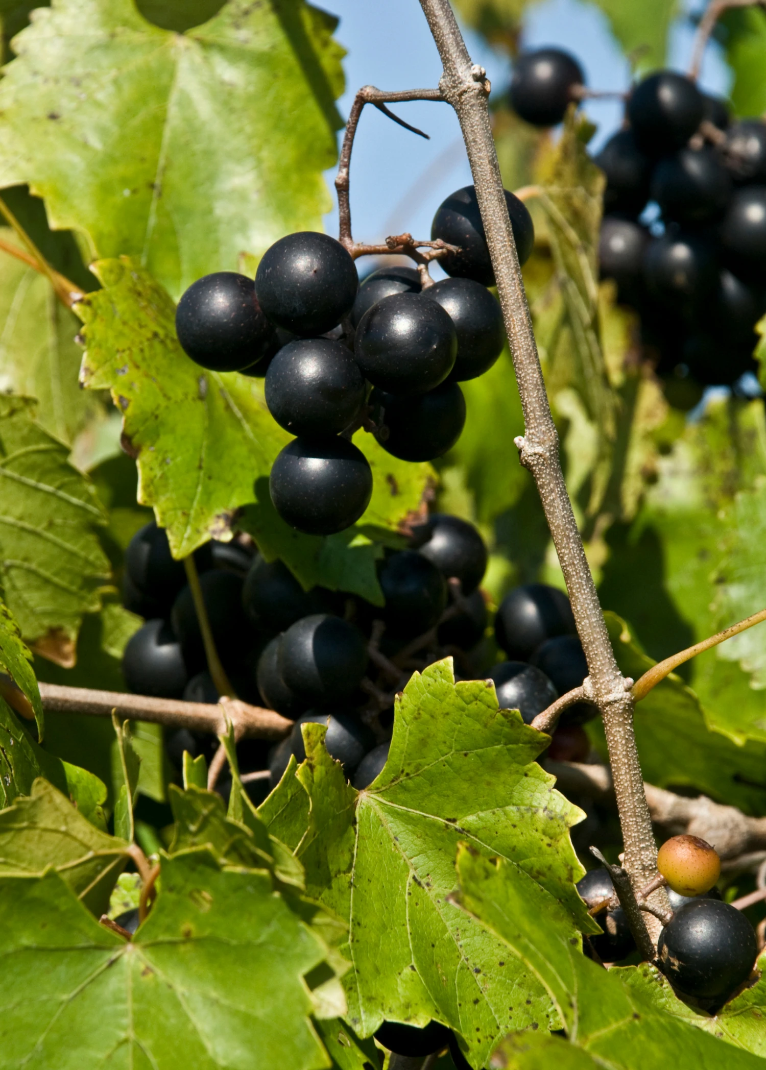 Sow Exotic Rare Fruiting Plants Muscadine Grape 'Alachua' (Vitis Rotundifolia) 2 Sow Exotic Rare Fruiting Plants Muscadine Grape 'Alachua' (Vitis Rotundifolia)