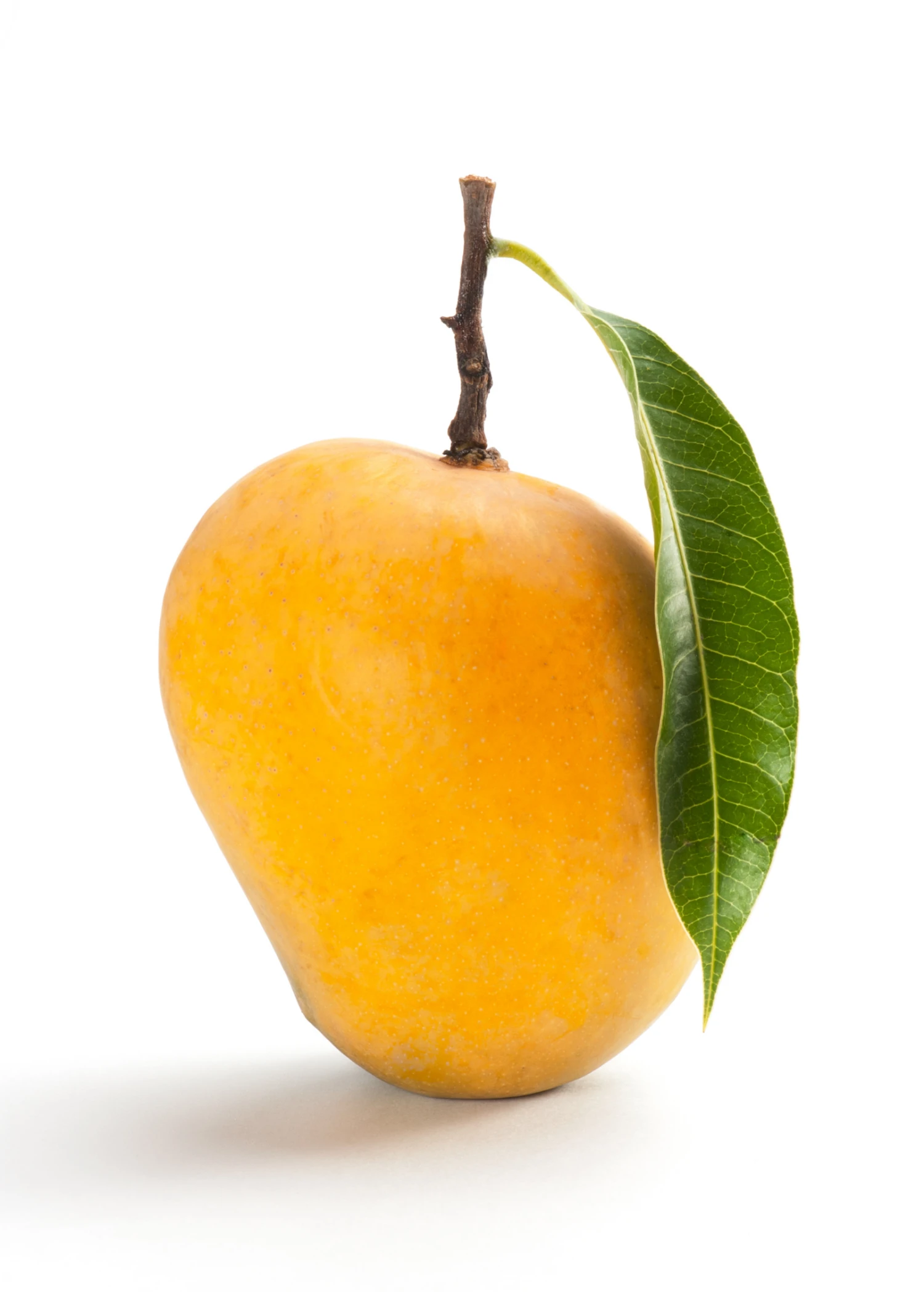 Sow Exotic Mango 'Alphonso' (Mangifera Indica)