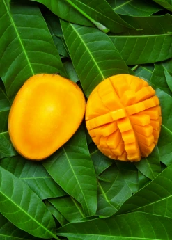 Sow Exotic Mango 'Angie' (Mangifera Indica) Tropical Fruit & Spice Trees