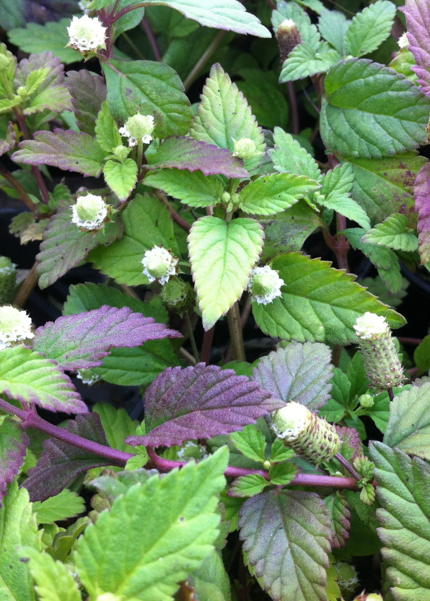 Sow Exotic Aztec Sweet Herb (Lippia Dulcis) 2 Sow Exotic Aztec Sweet Herb (Lippia Dulcis)
