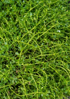 Sow Exotic Medicinal & Culinary Herbs Brahmi (Bacopa Monnieri)