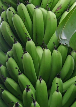 Sow Exotic Banana 'Grand Nain' (Musa) 13 Sow Exotic Banana 'Grand Nain' (Musa)