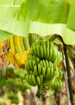 Sow Exotic Banana 'Grand Nain' (Musa) 9 Sow Exotic Banana 'Grand Nain' (Musa)