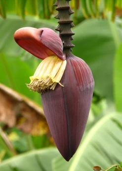 Sow Exotic Banana 'Grand Nain' (Musa) 11 Sow Exotic Banana 'Grand Nain' (Musa)