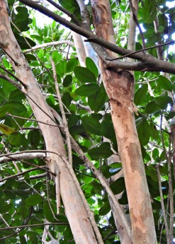 Sow Exotic Bay Rum (Pimenta Racemosa) Tropical Fruit & Spice Trees