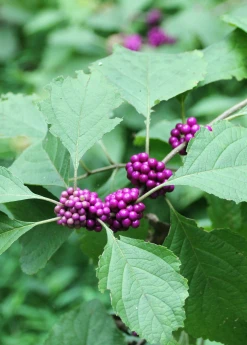 Sow Exotic Beautyberry (Callicarpa Americana)