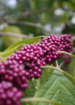 Sow Exotic Beautyberry (Callicarpa Americana)
