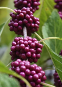 Sow Exotic Beautyberry (Callicarpa Americana)
