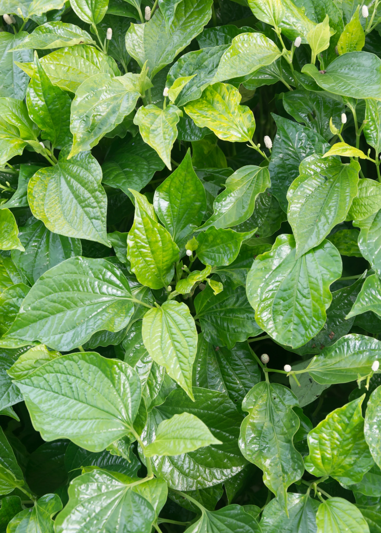 Sow Exotic Betel Leaf (Piper Betle) 1 Sow Exotic Betel Leaf (Piper Betle)