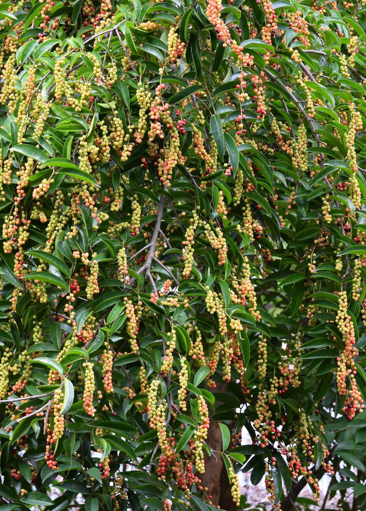 Sow Exotic Bignay (Antidesma Bunius) 2 Sow Exotic Bignay (Antidesma Bunius)