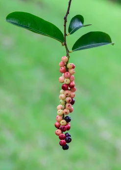 Sow Exotic Bignay (Antidesma Bunius) 6 Sow Exotic Bignay (Antidesma Bunius)