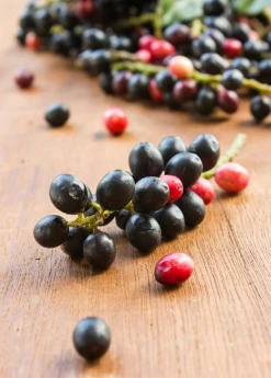 Sow Exotic Bignay (Antidesma Bunius) 7 Sow Exotic Bignay (Antidesma Bunius)