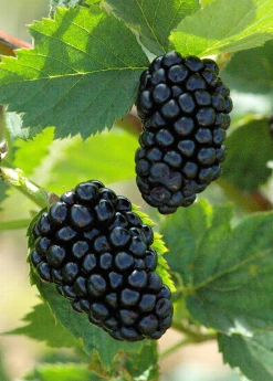 Sow Exotic Blackberry, Thornless 'Natchez' (Rubus) Rare Fruiting Plants