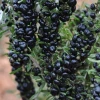 Sow Exotic Black Goji Berry (Lycium Ruthenicum) Rare Fruiting Plants