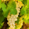 Sow Exotic Rare Fruiting Plants Grape 'Blanc Du Bois' (Vitis Vinifera)