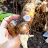 Sow Exotic Ginger, Rare Blue Medicinal & Culinary Herbs