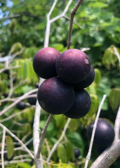 Sow Exotic Blue Grape (Myrciaria Vexator)