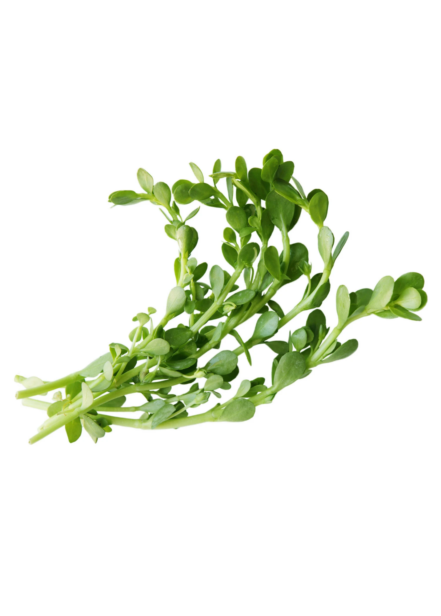 Sow Exotic Medicinal & Culinary Herbs Brahmi (Bacopa Monnieri) 3 Sow Exotic Medicinal & Culinary Herbs Brahmi (Bacopa Monnieri)