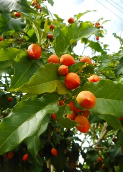 Sow Exotic Tropical Fruit & Spice Trees Peanut Butter Fruit (Bunchosia Argentea)