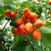 Sow Exotic Tropical Fruit & Spice Trees Peanut Butter Fruit (Bunchosia Argentea)