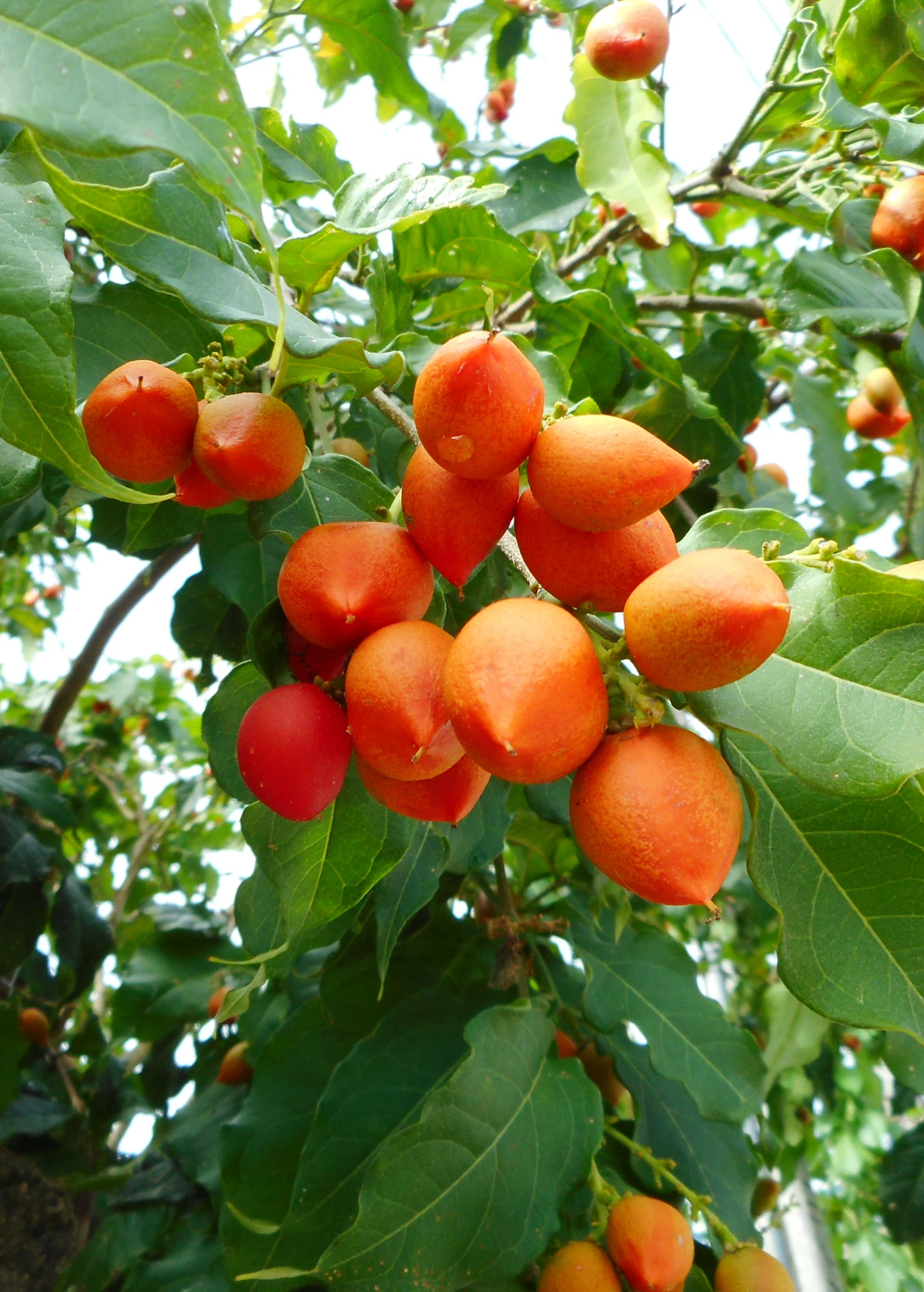 Sow Exotic Tropical Fruit & Spice Trees Peanut Butter Fruit (Bunchosia Argentea) 1 Sow Exotic Tropical Fruit & Spice Trees Peanut Butter Fruit (Bunchosia Argentea)