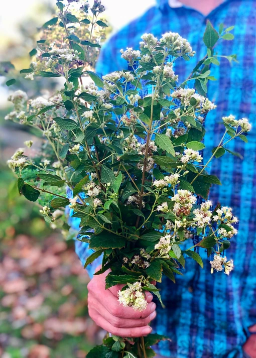 Sow Exotic Calea Dream Herb, Fresh New Arrivals