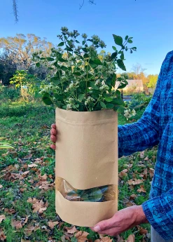 Sow Exotic Calea Dream Herb, Fresh New Arrivals