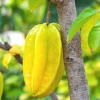 Sow Exotic Tropical Fruit & Spice Trees Star Fruit 'Kari' (Averrhoa Carambola)