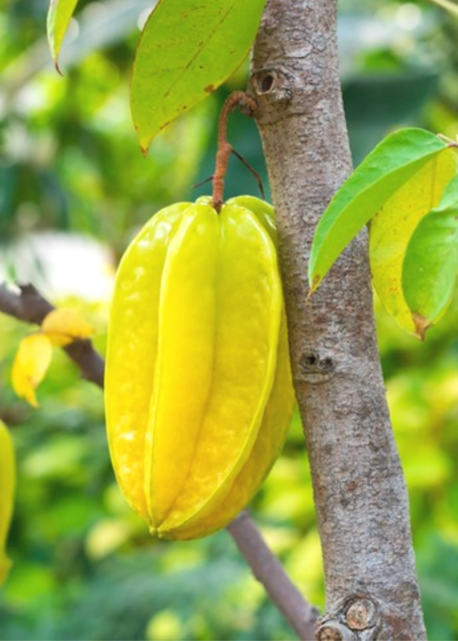 Sow Exotic Tropical Fruit & Spice Trees Star Fruit 'Kari' (Averrhoa Carambola) 1 Sow Exotic Tropical Fruit & Spice Trees Star Fruit 'Kari' (Averrhoa Carambola)