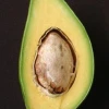 Sow Exotic Avocado 'Catalina' (Persia Americana)