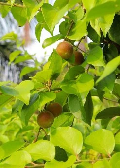 Sow Exotic Ceylon Gooseberry, Ketembilla (Dovyalis Hebecarpa) Tropical Fruit & Spice Trees