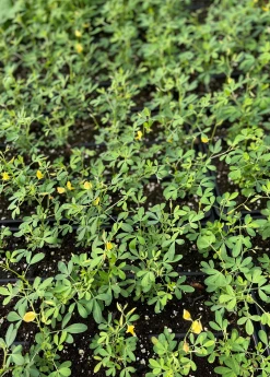 Sow Exotic Chipilín (Crotalaria Longirostrata) Medicinal & Culinary Herbs