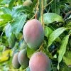 Sow Exotic Mango 'Pickering' (Mangifera Indica) Tropical Fruit & Spice Trees