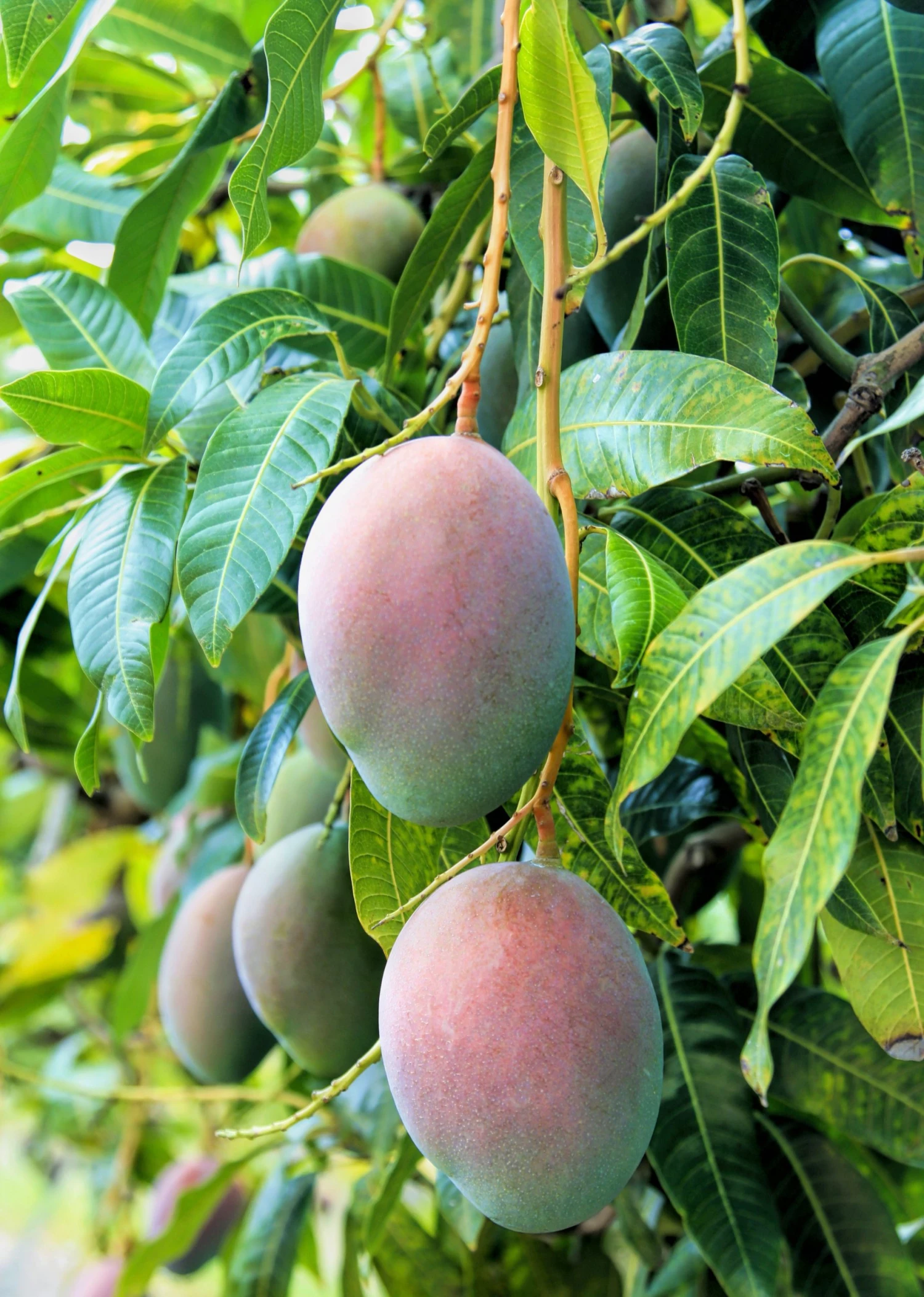 Sow Exotic Mango 'Pickering' (Mangifera Indica) Tropical Fruit & Spice Trees 1 Sow Exotic Mango 'Pickering' (Mangifera Indica) Tropical Fruit & Spice Trees
