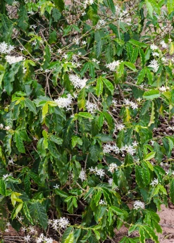 Sow Exotic Coffee (Coffea Arabica)