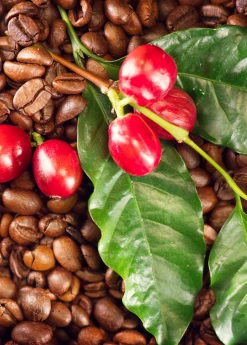 Sow Exotic Coffee (Coffea Arabica)