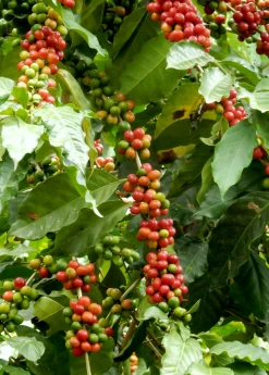 Sow Exotic Coffee (Coffea Arabica)